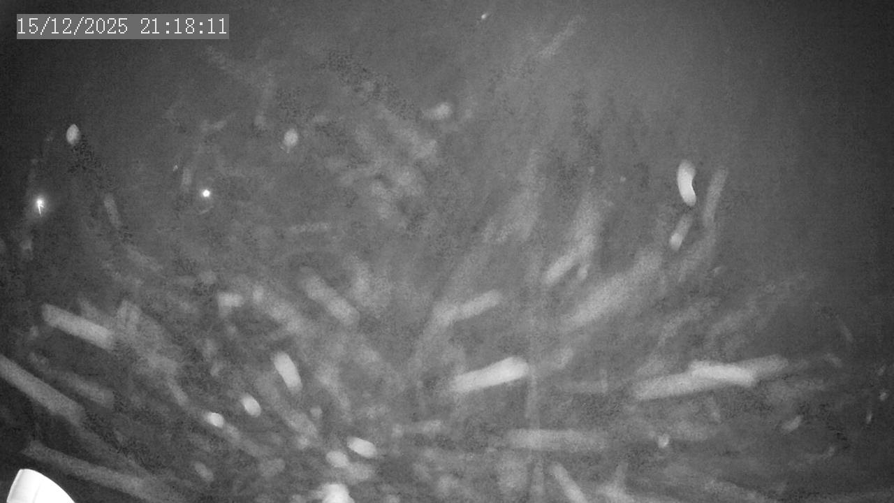 Webkamera - Pusté Žibřidovice